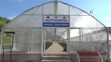 Halfeti'ye Özgü Karagül Açmaya Başladı