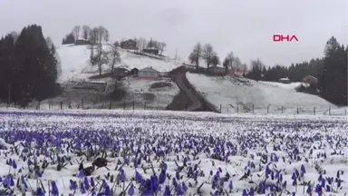 Trabzon Mor Yayla, Yağan Karla Beyaza Büründü