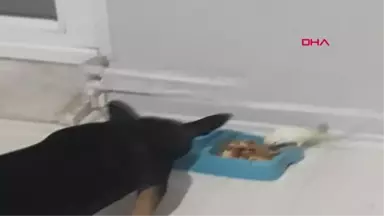 Çorum Muhabbet Kuşu ile Köpeğin Dostluğu