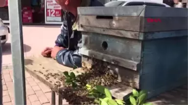 Antalya Kovandan Çıkan Arı Kolonisi Ağaçta Toplandı