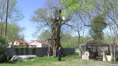 Ağaçların Üzerinde 9 Metre Yükseklikte Kulübe