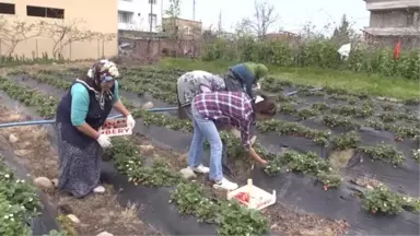 Karadeniz'de Çilek Hasadına Başlandı