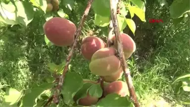 Mersin Silifke'de Kayısı Hasadı Başladı