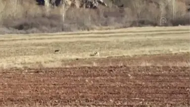 Tarlasını Ekerken Vaşakla Karşılaştı