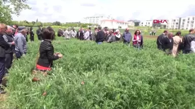 Tekirdağ Savaş Mağduru Korunga Bitkisi, Anavatanına Geri Dönüyor