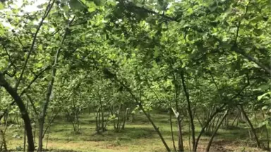 Fındıkta İyi Tarım Uygulamaları Öğrenci ve Çiftçilere Öğretiliyor