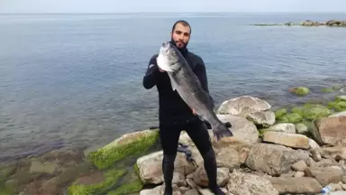 Zıpkınla Avlanan 7 Kiloluk Levrek, Kilosu 70 Liradan Satışa Sunuldu