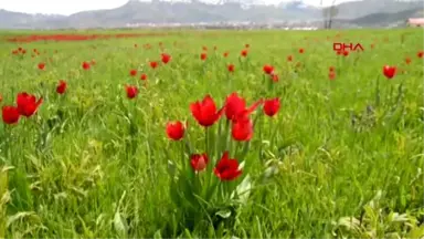 Muş Laleleri Fotoğraflamak İçin Antalya ve Ankara'dan Geldiler