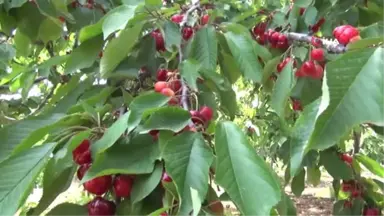 Manisa Dünyaya Kiraz İhraç Ediyor