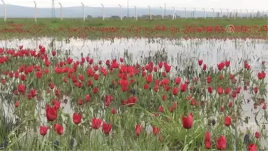 Muş Lalesi Gelir Kaynağı Olacak