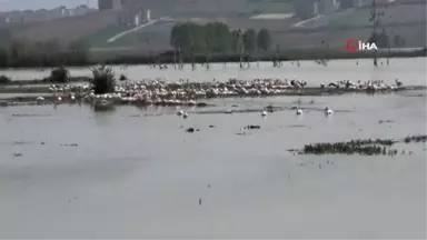 Göç Eden Pelikanlar İnegöl Boğazköy Barajı'na Uğradı.