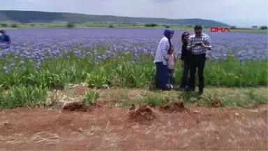 Antalya Zambak Bahçeleri Görselliğiyle Büyülüyor