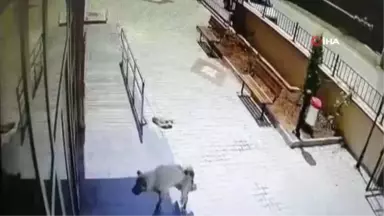 Silahla Vurulan Yaralı Köpek Aile Hekimliğine Sığındı