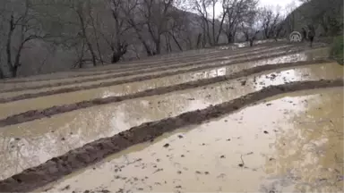 Bir asırdır doğal yönetmelerle çeltik üretiyorlar