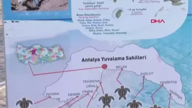 ANTALYA ÇIRALI'DA CARETTA SEVİNCİ