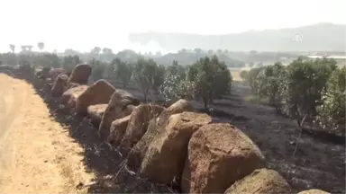 Gaziantep'de zeytinlik ve arpa tarlasında yangın