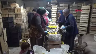 NEVŞEHİR Limonlar, Kapadokya'da kayadan oyma doğal depolarda korunuyor