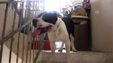 Pitbull cinsi köpeğin saldırdığı çift yaralandı