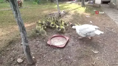 Kümes hayvanlarına iki katlı ev yaptırdı