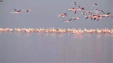 TEMİZ ÇEVRE TEMİZ SU - Tuz Gölü flamingolarla bir başka güzel