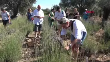 BALIKESİR Kazdağları'nda 'Lavantalı Günler' etkinliği