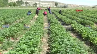 NİĞDE Ev kadını devletten aldığı destekle çilek üretimine başladı