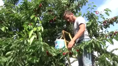 Simav'ın kiraz ihracatı tüm hızıyla devam ediyor