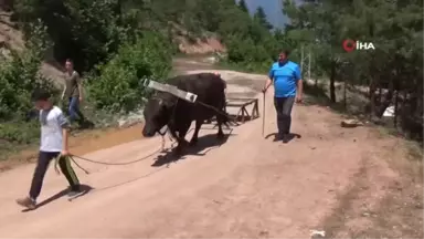 Artvin'de boğalar Kafkasör festivali öncesi kampa girdi