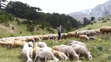 Yarım asırdır aynı yaylaya göçüyorlar