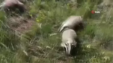 Tedavileri tamamlanan porsuklar doğaya bırakıldı