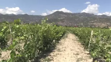 Coğrafi işaretli Erbaa yaprağında hasat zamanı - TOKAT