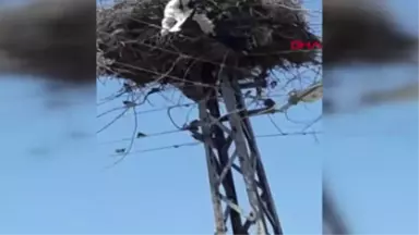 ÇORUM Elektrik telinde mahsur kalan yavru leylek kurtarıldı