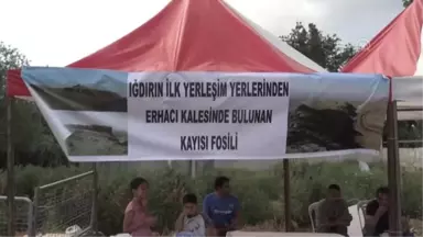 Kayısı fosili bulunduğu iddiası