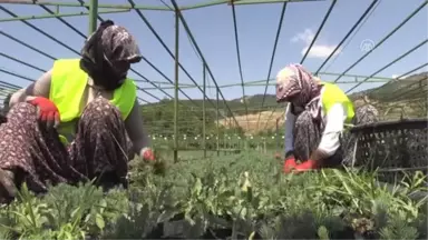 Hatay'da üretilen 4,5 milyon fidan toprakla buluşacak