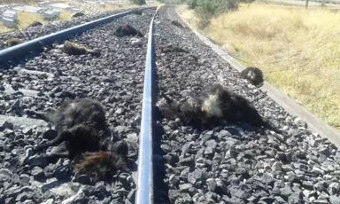 Elazığ'da Demir Yolundan Geçen Sürüye Tren Çarptı, 90 Keçi Telef Oldu