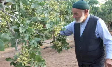 Ektiği Fıstıkları Satıp Her Yıl 1 Kilo Altın Alıyor