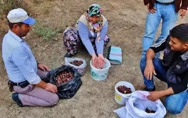 Kestaneyi Kazdağları'ndan Topluyorlar