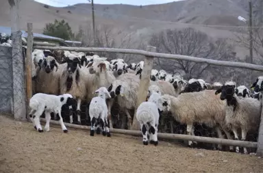 Koyun ve Kuzuların Duygusal Buluşması