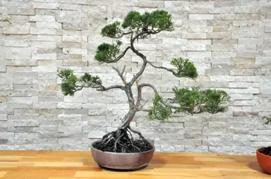 Huzur Veren Uğraş: Bonsai