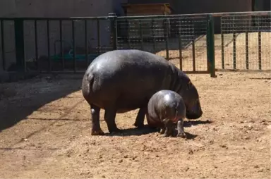 Cüce Su Aygırı Mela Ziyaretçilerle Buluştu