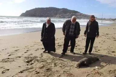 Alanya'da Ölü Akdeniz Foku Sahile Vurdu