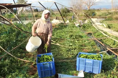 Antalya'yı Hortum Vurdu! Seralar Mahvoldu, Ağaçlar Kökünden Söküldü