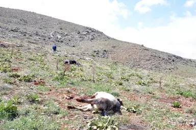 2 Kilometre Kovaladılar, Sonunda Vurdular