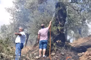 Aydın'da 200 Zeytin Ağacı Yandı