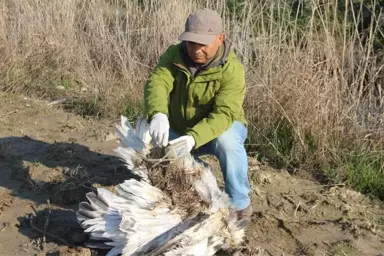 Yunan Bilim Adamlarının İzlediği Tepeli Pelikan Ölü Bulundu