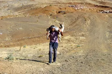 Adıyamanlı Çoban, Yaralı Dağ Keçisini 17 Km Sırtında Taşıdı, Evinde Bakıma Aldı