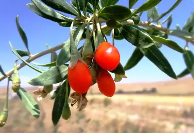 Mutluluk Meyvesi Goji Berry Van'da Üretildi