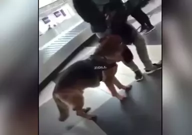 Avusturya'dan Sonra Almanya'da da Türk Yolcular Köpeklerle Aranmaya Başlandı