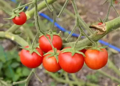 Domatesin Kilosu Üreticide 30 Kuruşa Düştü