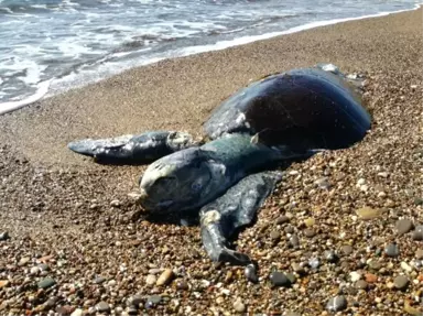 Erdek'te Sahilde Caretta Caretta Bulundu